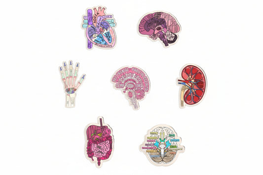 Anatomy keychains