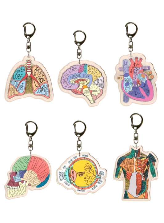 Anatomy keychains